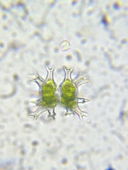 Staurastrum arctiscon