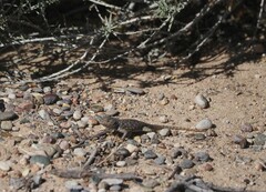 Sceloporus bimaculosus