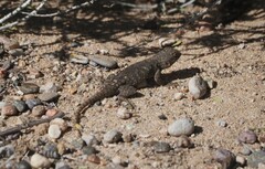 Sceloporus bimaculosus