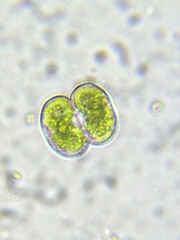 Cosmarium