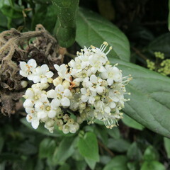 Viburnum triphyllum