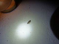 Costaconvexa centrostrigaria