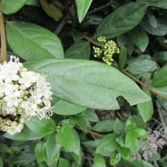 Viburnum triphyllum