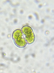 Cosmarium