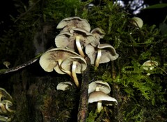 Hypholoma subviride