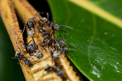 Dolichoderus laotius