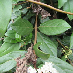 Viburnum triphyllum