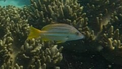 Lutjanus carponotatus