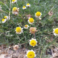 Tridax coronopifolia