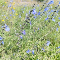 Salvia reptans