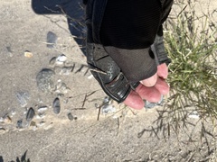 Bouteloua barbata barbata