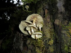 Hypholoma subviride