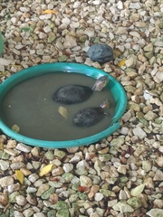 Trachemys callirostris