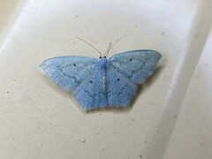 Maxates centrophylla