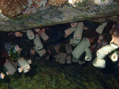 Cladopsammia gracilis