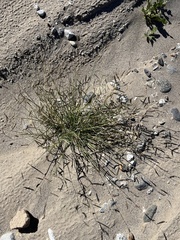 Bouteloua barbata barbata