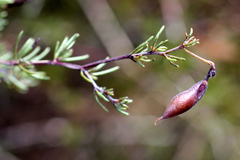Aspalathus bracteata