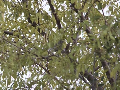 Setophaga coronata
