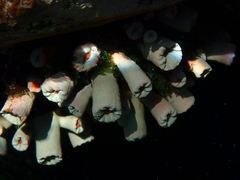 Cladopsammia gracilis