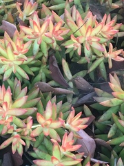 Sedum adolphi