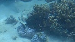 Acanthurus dussumieri