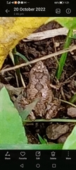 Anura