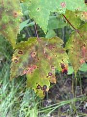 Acericecis ocellaris