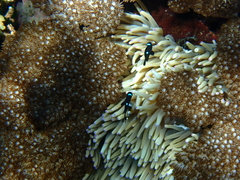 Dascyllus trimaculatus