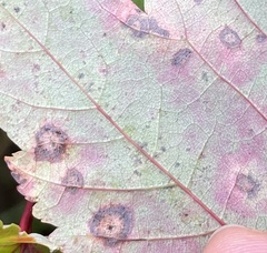 Acericecis ocellaris