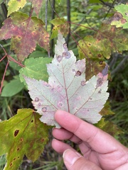 Acericecis ocellaris