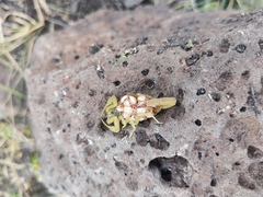 Centruroides limpidus