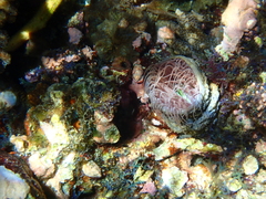 Pachycerianthus