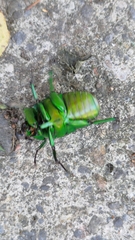 Trigonophorus dilutus