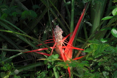 Bromelia balansae