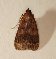 Hydrillodes funestalis