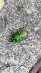 Trigonophorus dilutus