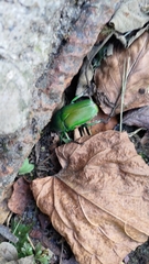 Trigonophorus dilutus