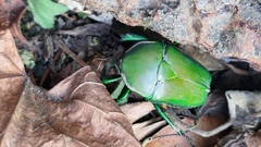 Trigonophorus dilutus