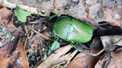 Trigonophorus dilutus