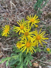 Senecio selloi