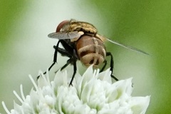 Gymnoclytia
