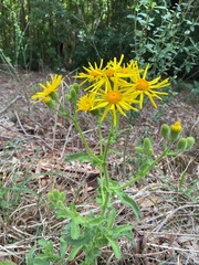 Senecio selloi
