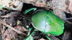 Trigonophorus dilutus