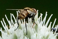 Gymnoclytia