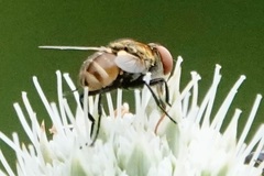 Gymnoclytia