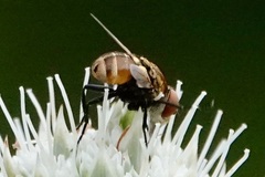 Gymnoclytia