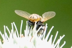 Gymnoclytia