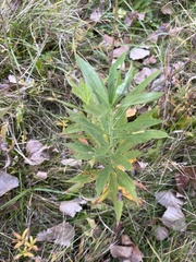 Eupatorium altissimum