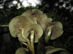 Hypholoma subviride