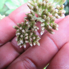 Ageratina asclepiadea